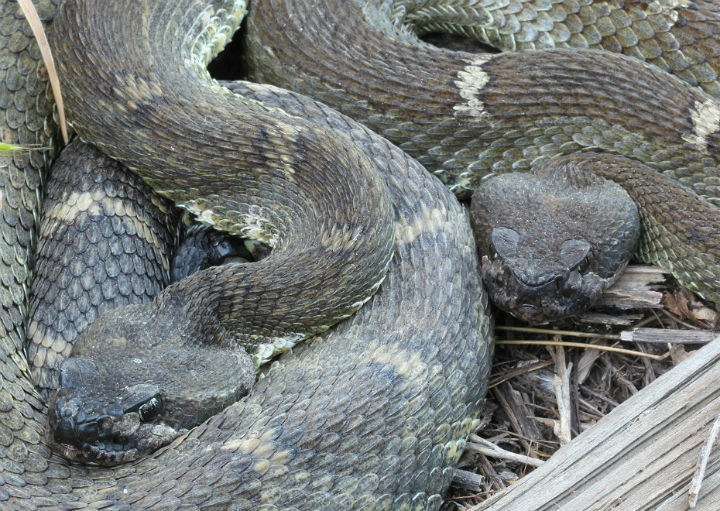Northern Pacific Rattlesnakes